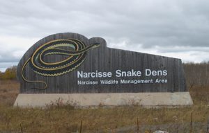 shocking Narcisse Snake Dens sign