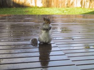 squirrel on deck