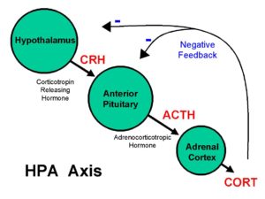 HPA Axis diagram--adult children of narcissists face trauma-induced health risks