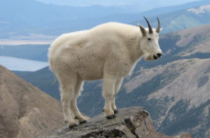 mountain goat--the narcissist family scapegoat