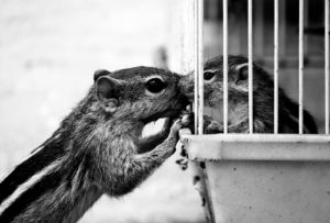 squirrels--mother kissing her caged baby through the bars