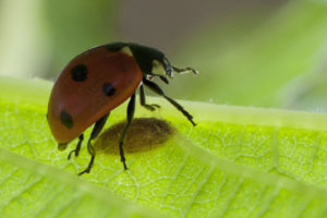 ladybug with parasite wasp cocoon--narcissist as parasite